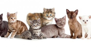 WEB-bigstock-A-group-of-different-kitten-74766550