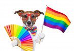 WEB-bigstock-Gay-Pride-Dog-45029986