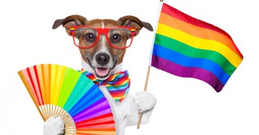 WEB-bigstock-Gay-Pride-Dog-45029986