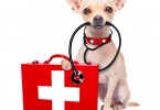 WEB-bigstock-Medical-Doctor-Dog-87833447