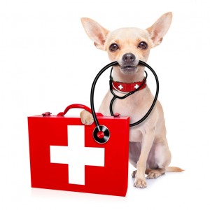 WEB-bigstock-Medical-Doctor-Dog-87833447