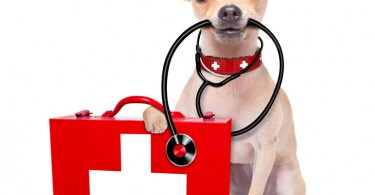 WEB-bigstock-Medical-Doctor-Dog-87833447