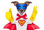 WEB-bigstock-Super-Hero-Dog-50505545