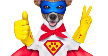 WEB-bigstock-Super-Hero-Dog-50505545