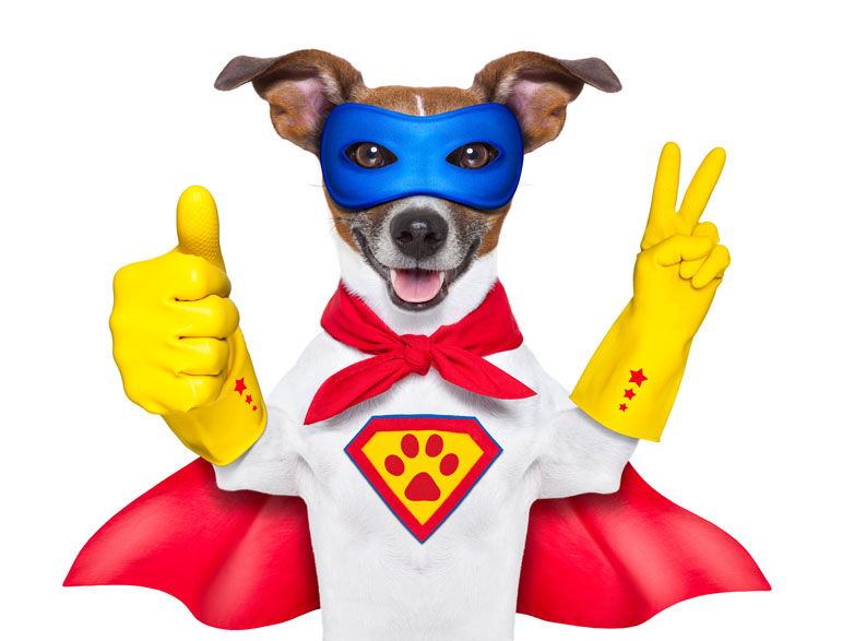 WEB-bigstock-Super-Hero-Dog-50505545