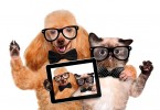 WEB-bigstock-dog-with-cat-taking-a-selfie-t-111626570