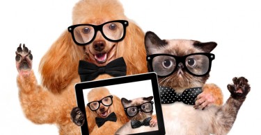 WEB-bigstock-dog-with-cat-taking-a-selfie-t-111626570