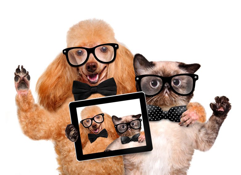 WEB-bigstock-dog-with-cat-taking-a-selfie-t-111626570