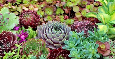 hardy-succulents-1440x400